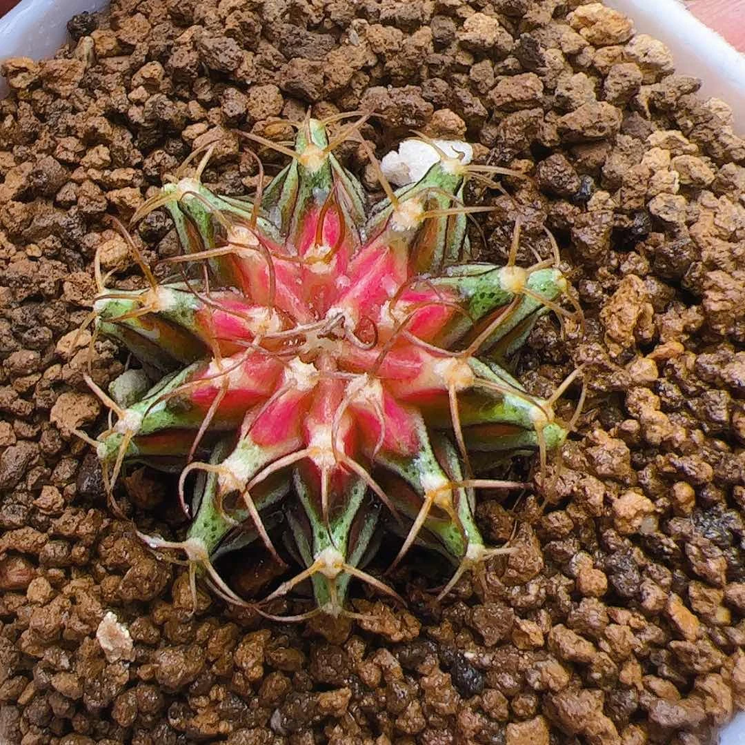 当前无花栽培后可以开花373