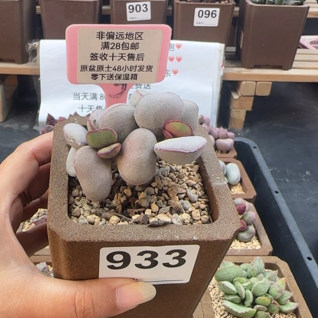 933白肌红蛋多肉植物