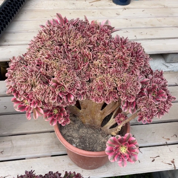 法师老桩女巫有断枝