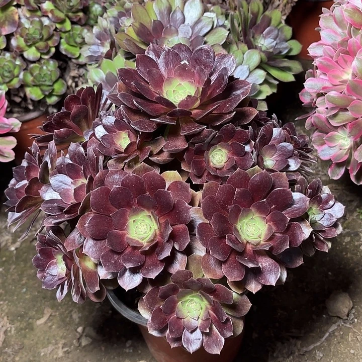 多肉植物赤焰莲03