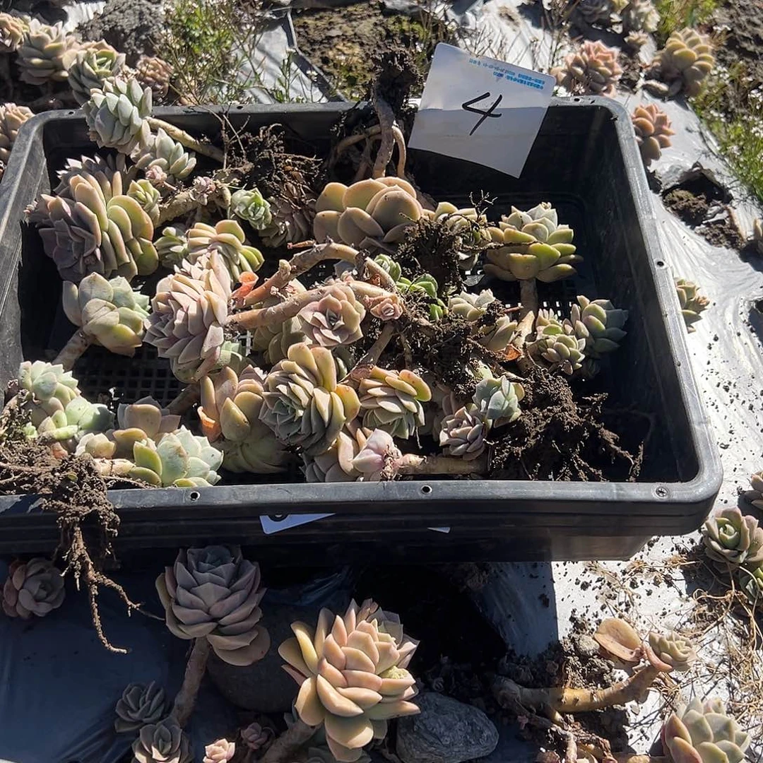 年*4不售后8颗可爱