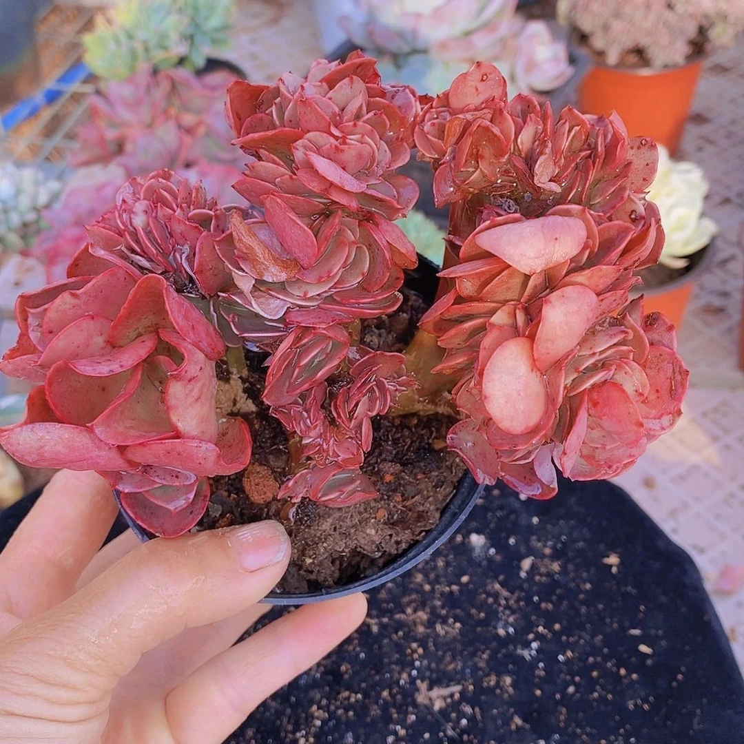多肉植物非常福利芭比玫瑰