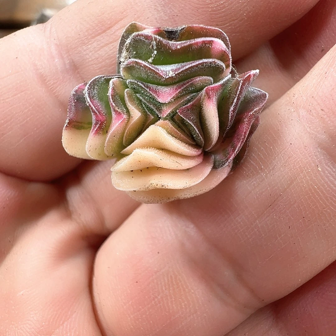 方塔锦无根  小方花圃一物一拍