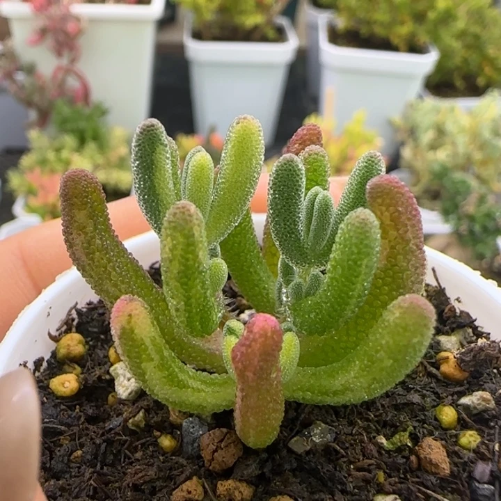 546-钻石黄锦阴阳拉丝锦