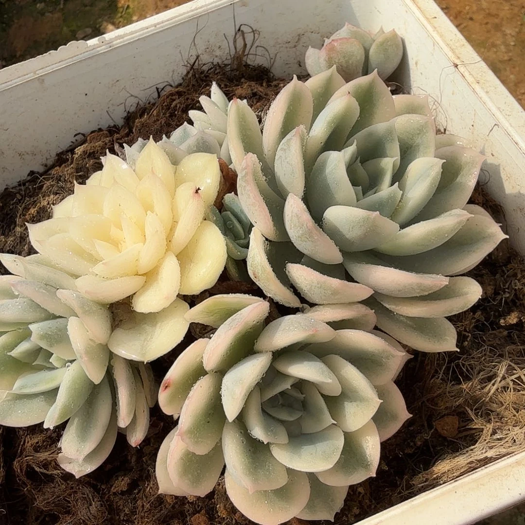 月亮仙子锦底座，多肉植物