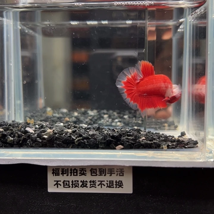 斗鱼竞拍跑单拉黑26日78