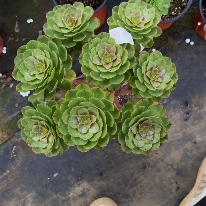 0000000000953万拉丝