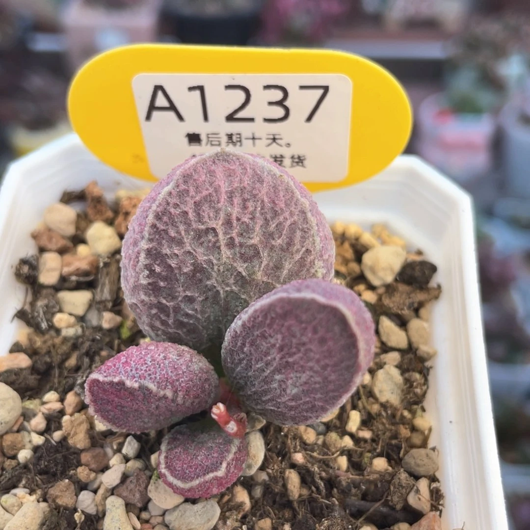 福利。    1237。