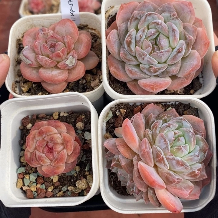 1124-549，4个组合