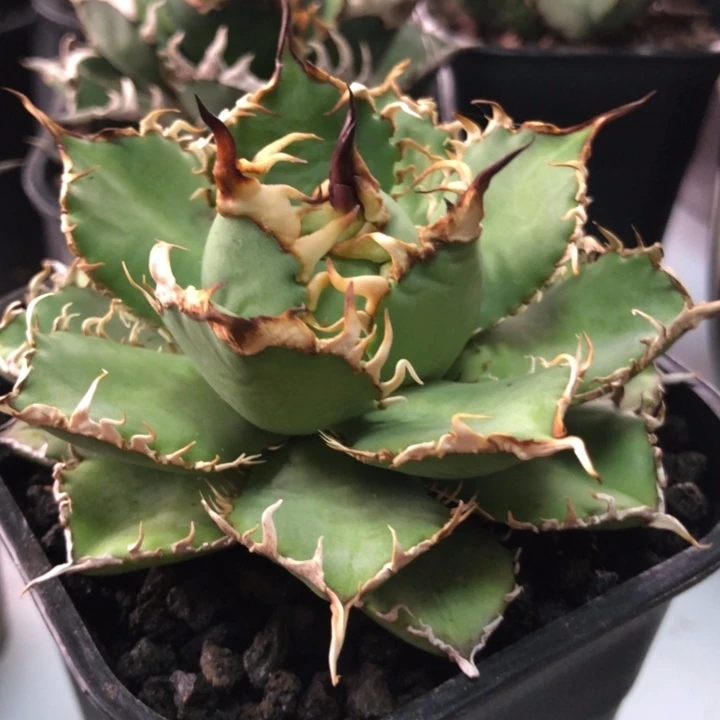 蕾丝仁王冠龙舌兰