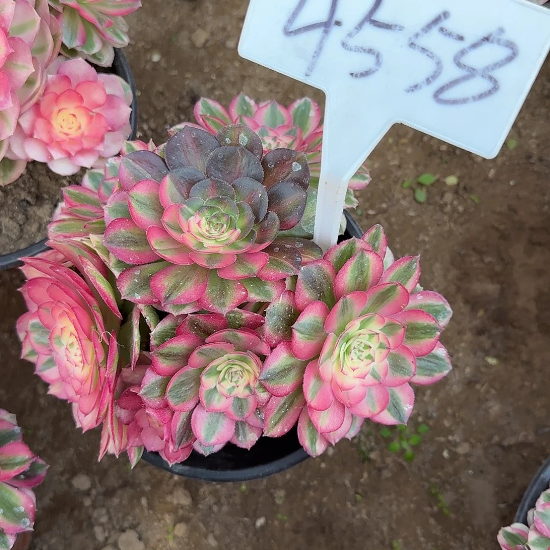 4558倾城多肉法师多肉