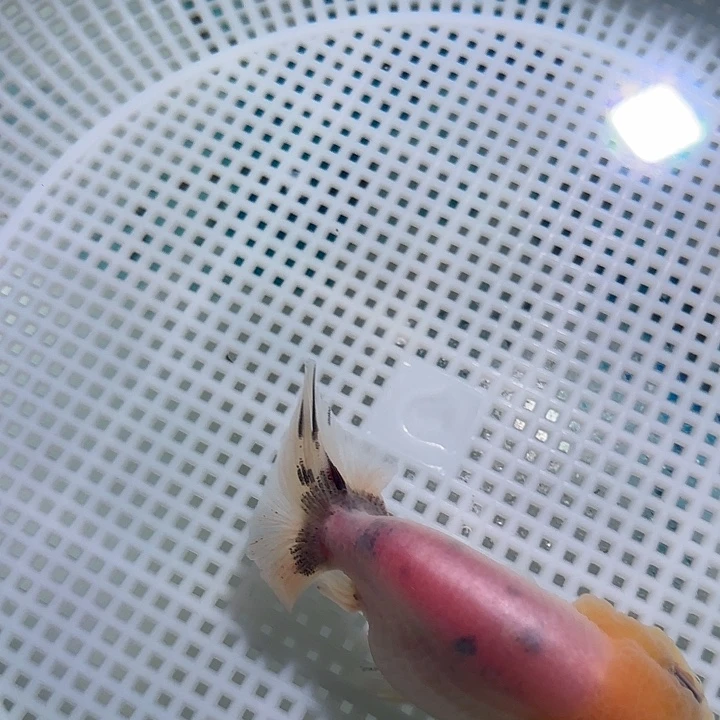 狮头鱼啦咯啦咯啦咯啦咯啦