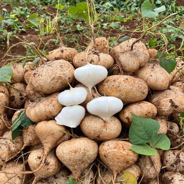 顺丰包邮贵州地萝卜凉薯国苕国储地瓜清甜可口汁多水足3斤起