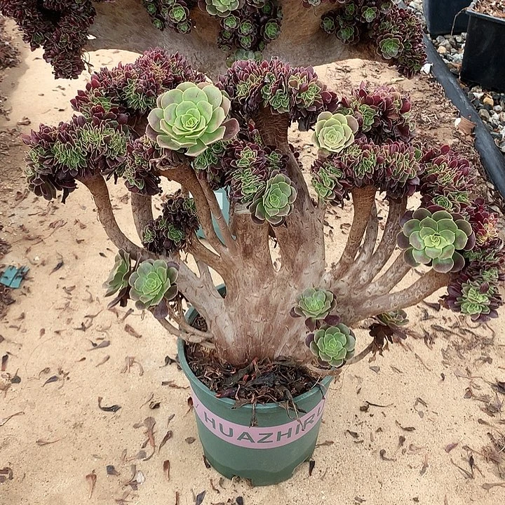 瑕疵欧缀化脱土不带盆