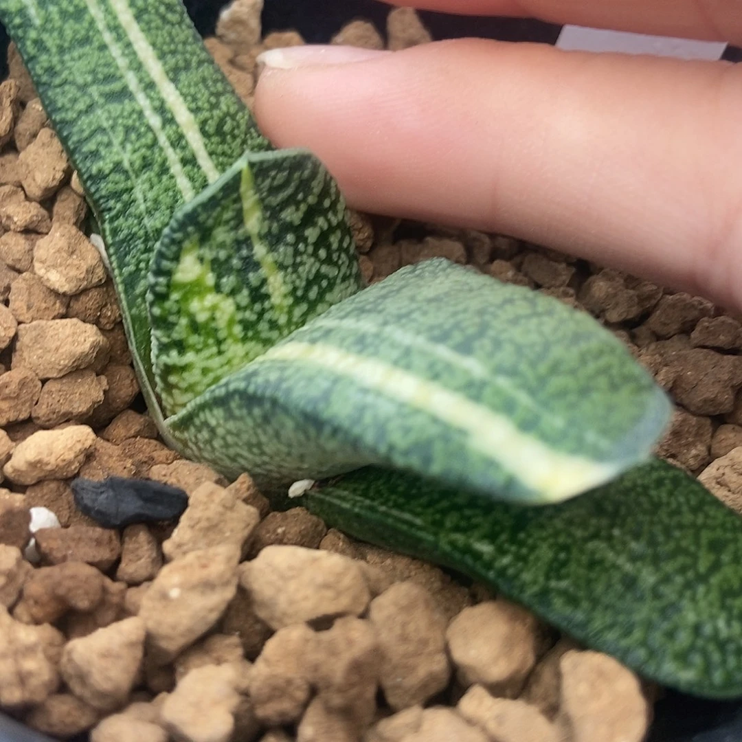 290卧牛转斤大珍珠釉带盆发货