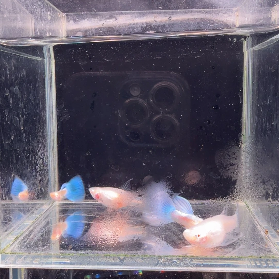 孔雀鱼蓝白缎带2对