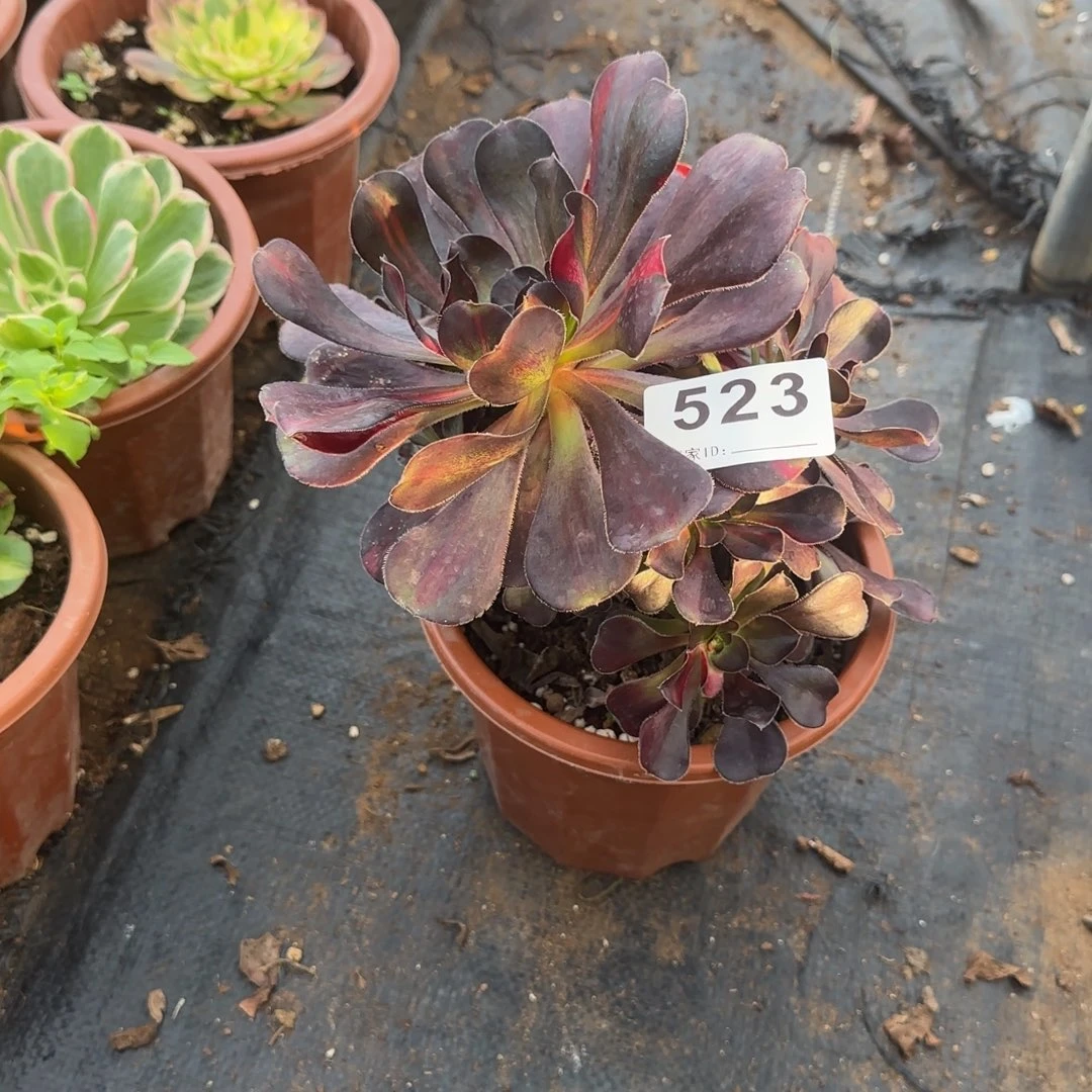 精品多肉植物0523
