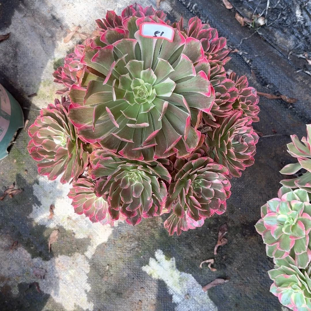 全部花朵51霁月多肉植物