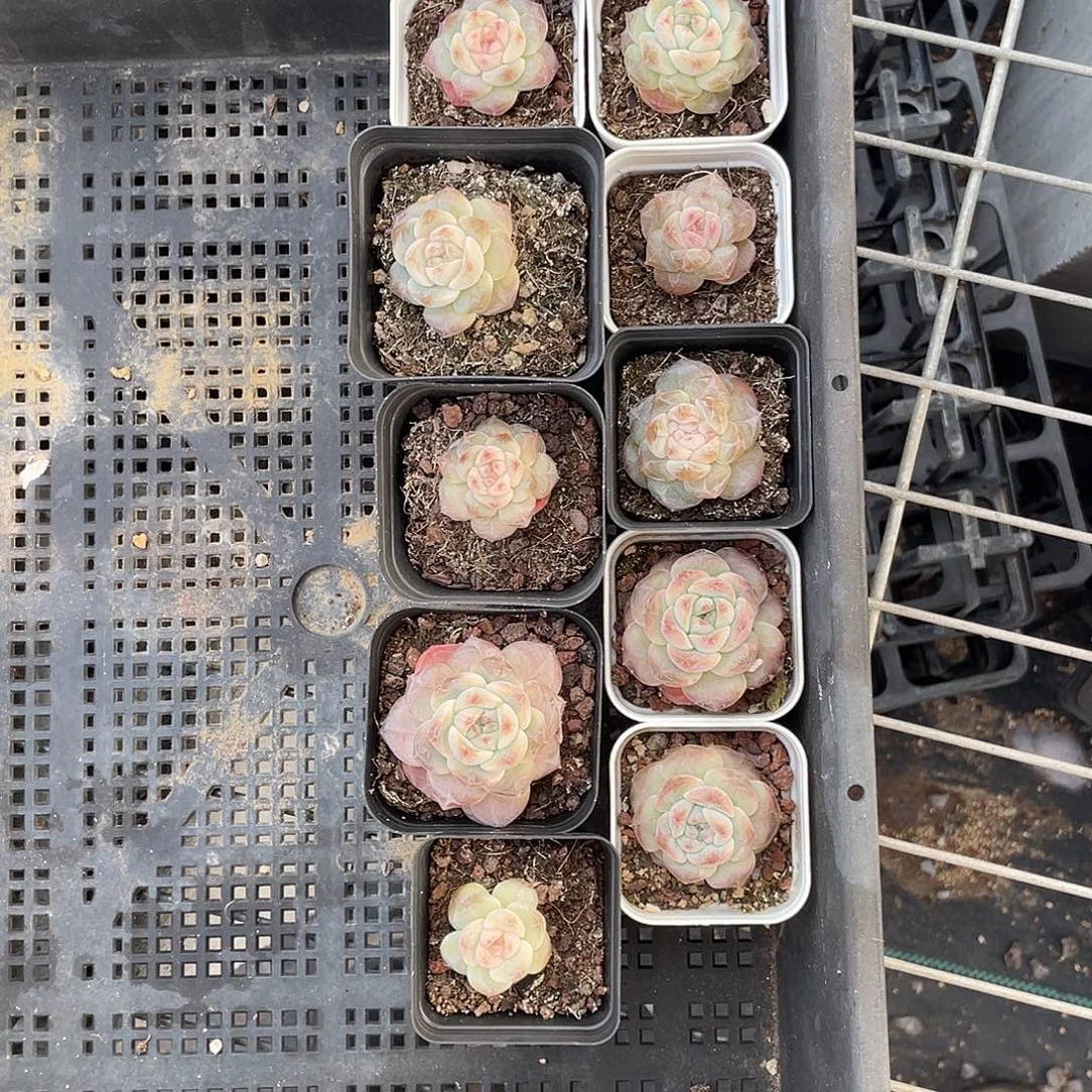 精品溏心系列！福利款