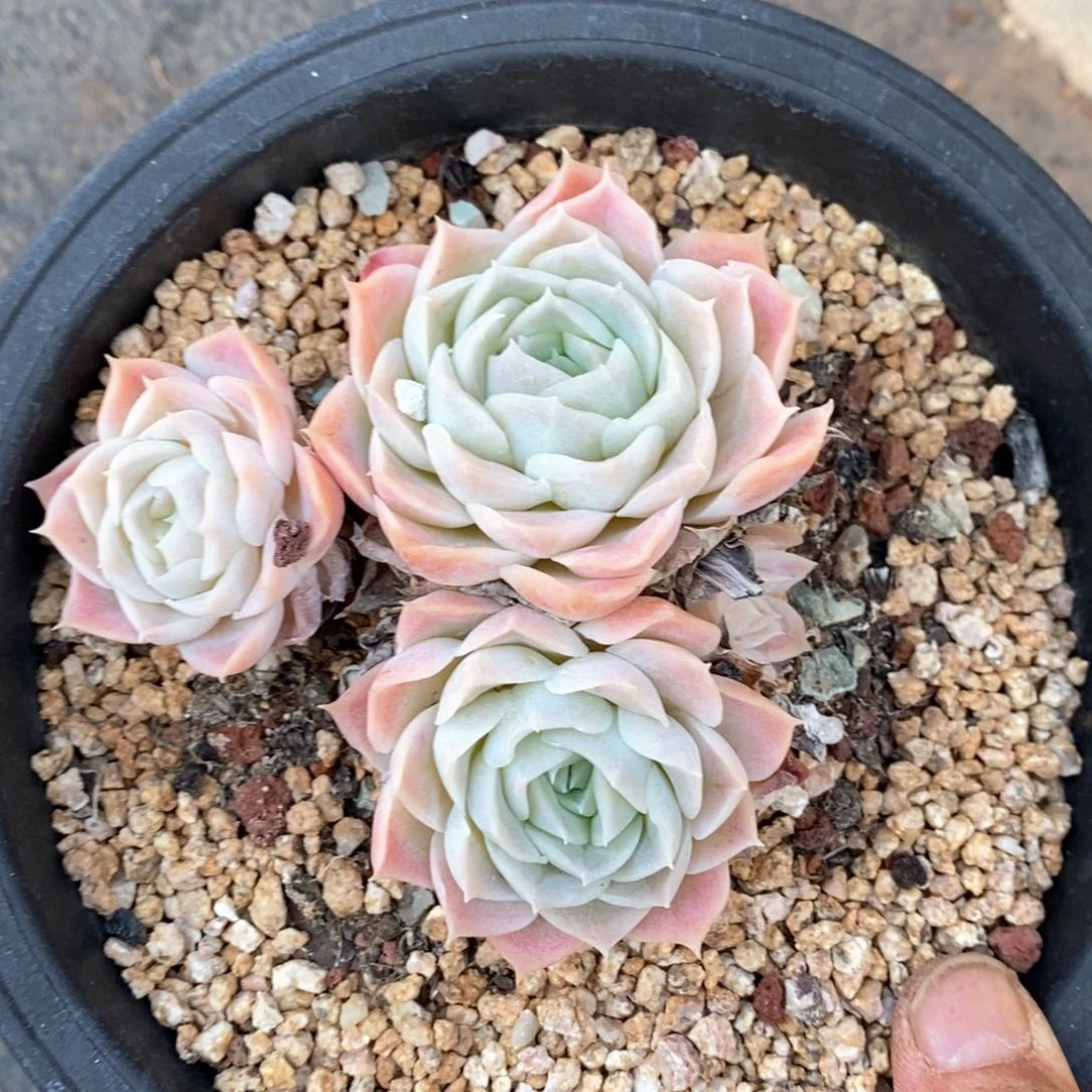 精品多肉一物一拍64