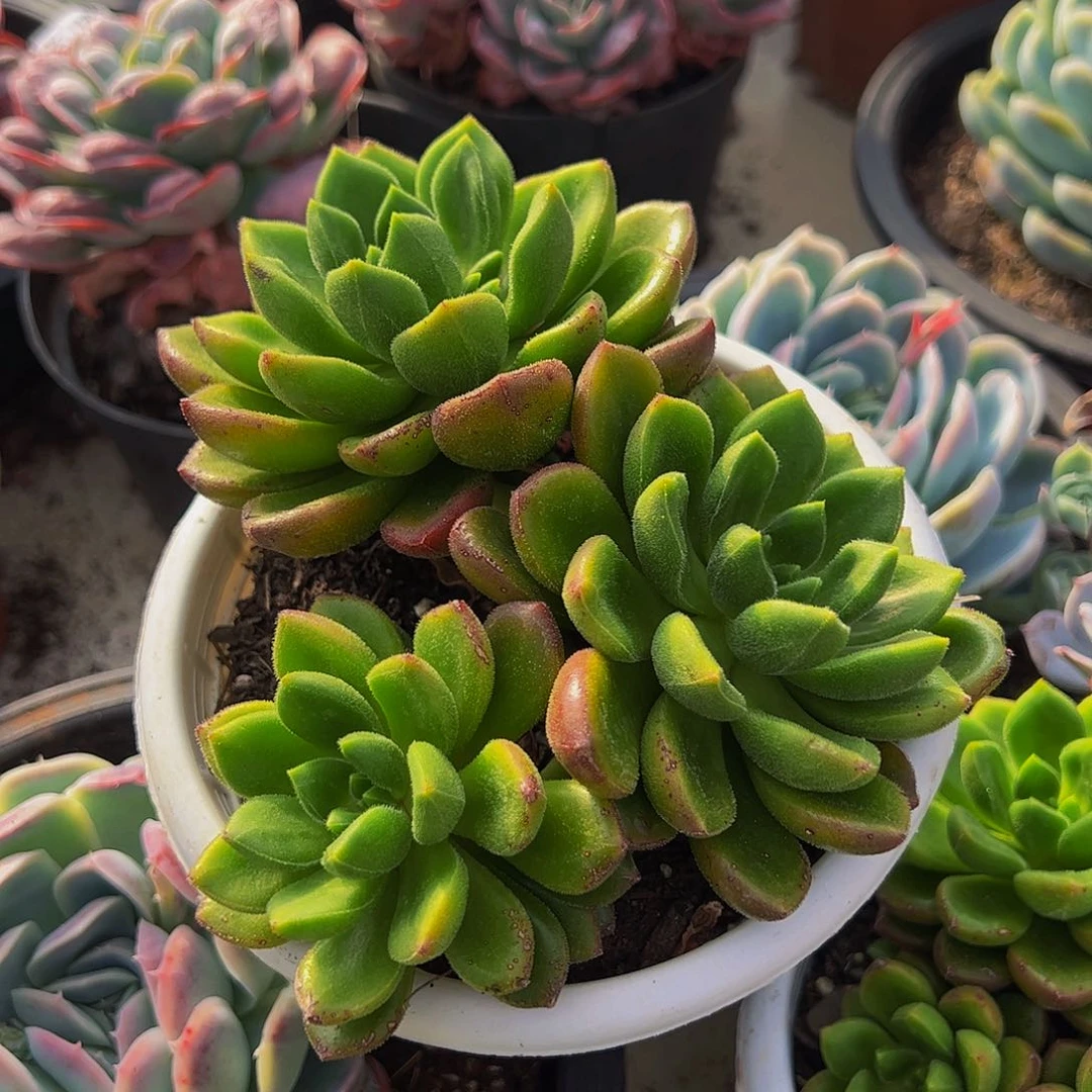 卡罗尔三头起发多肉