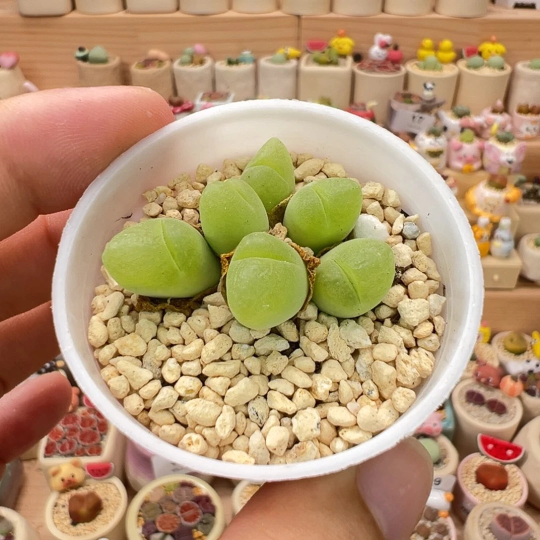 多肉植物54号毛翠滴