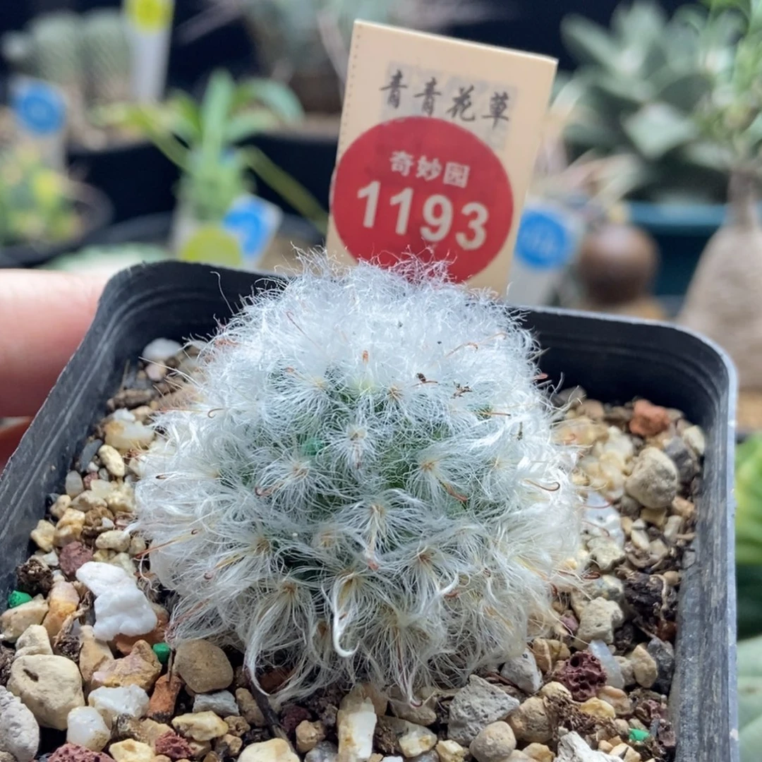 实生浓毛白云高砂一颗仙人球