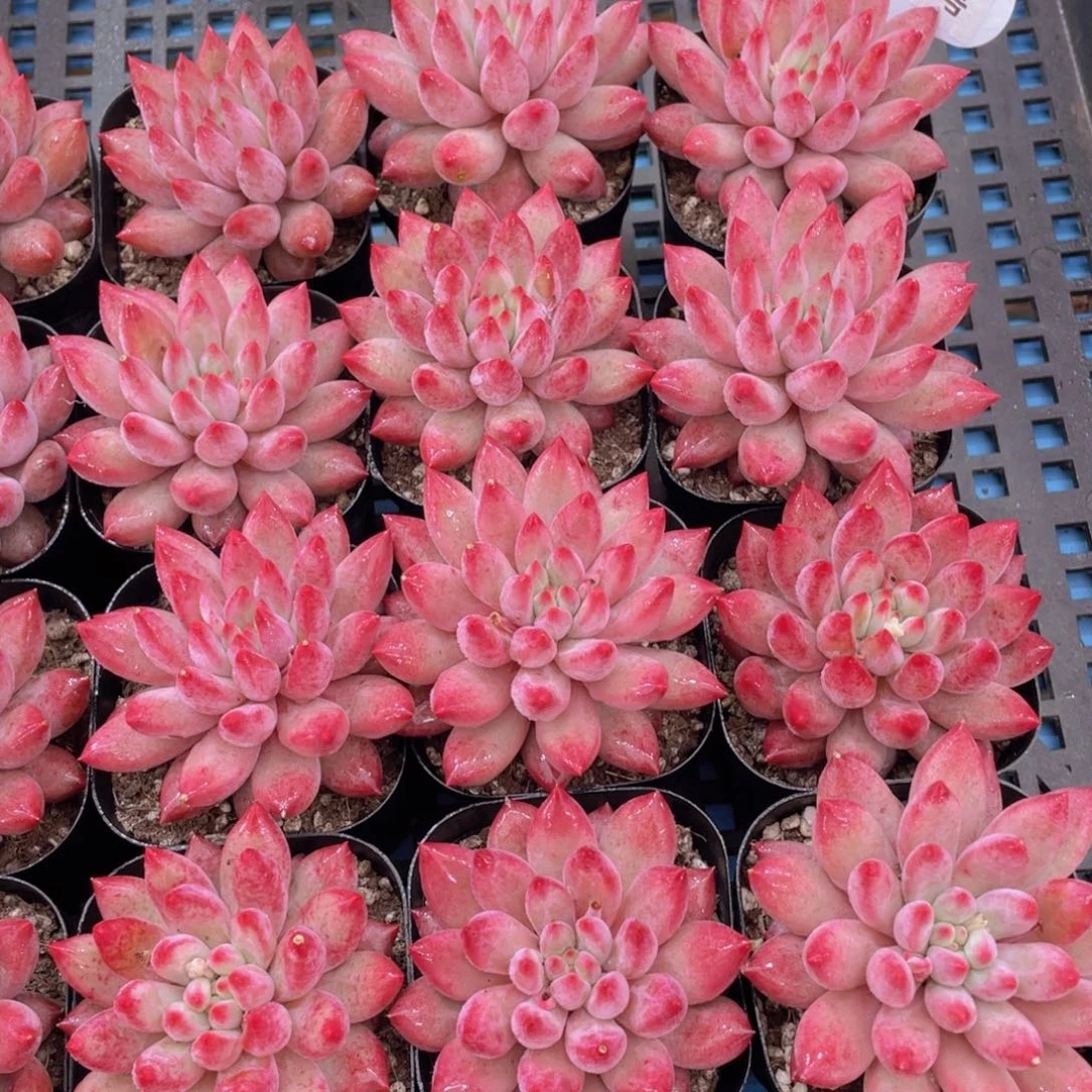 量拍8号 全状态虞美人单头一个