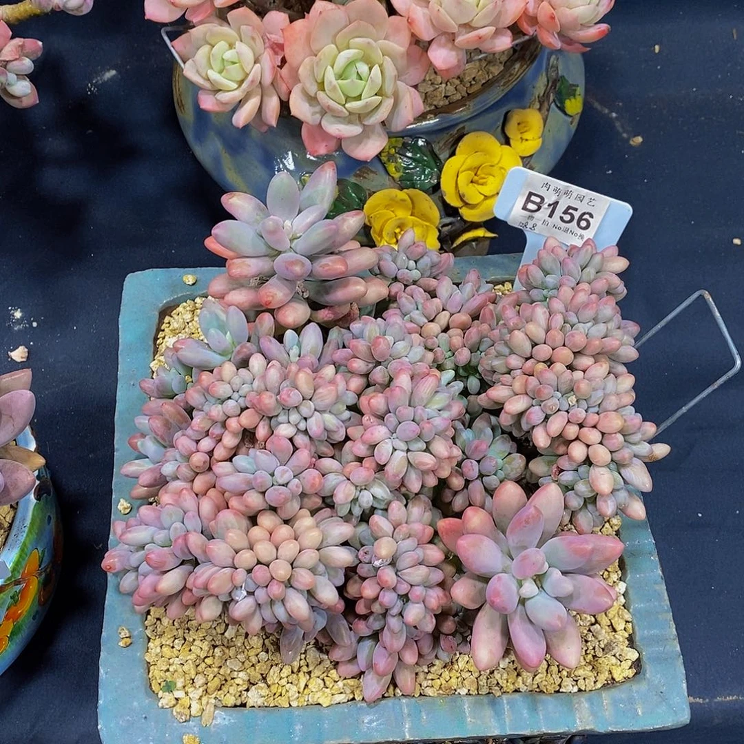 万***颜B156汤圆缀多肉发货