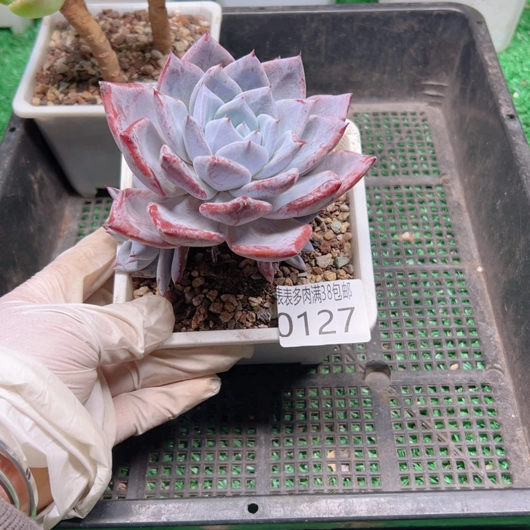 多肉一物＿拍植物0127