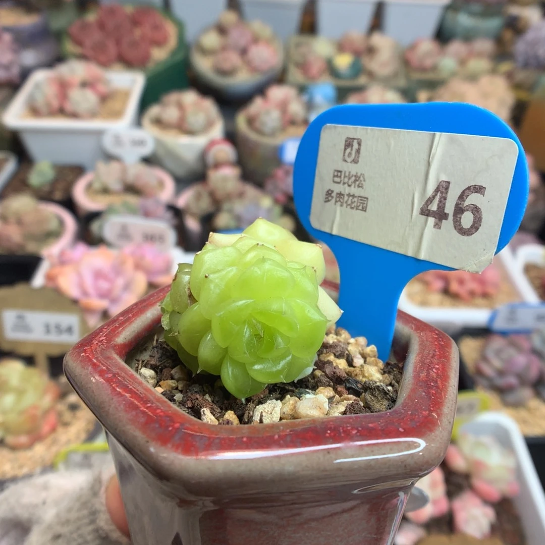 46星钻珍妮多肉植物