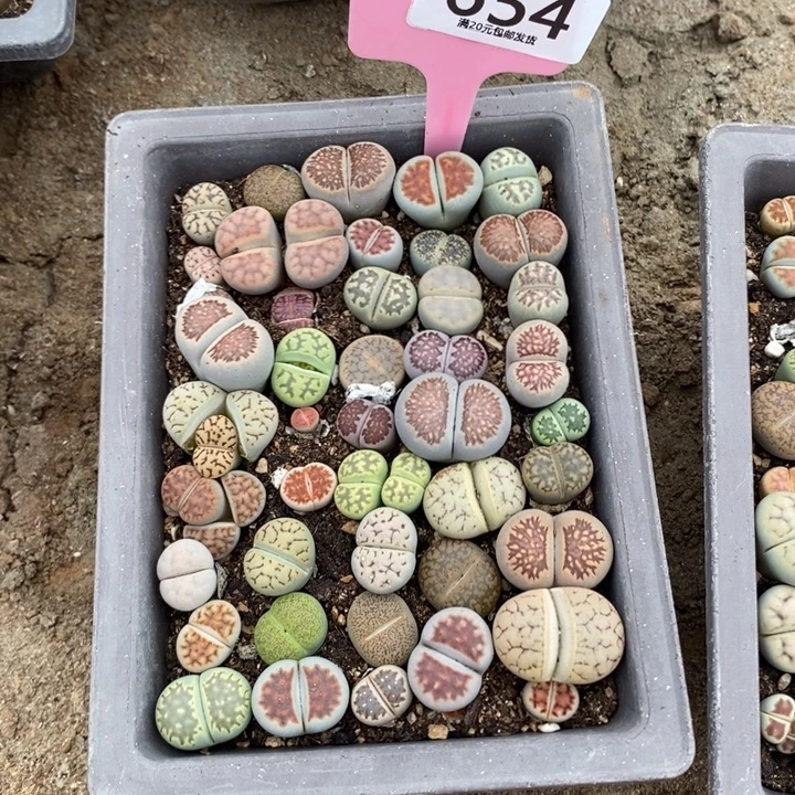 A***子生石花等植物的654