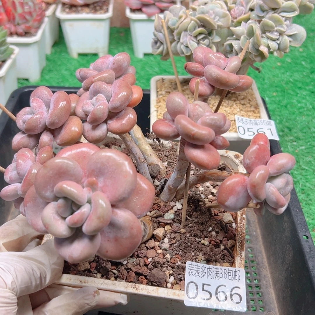 无花朵多肉一物一拍植物0566