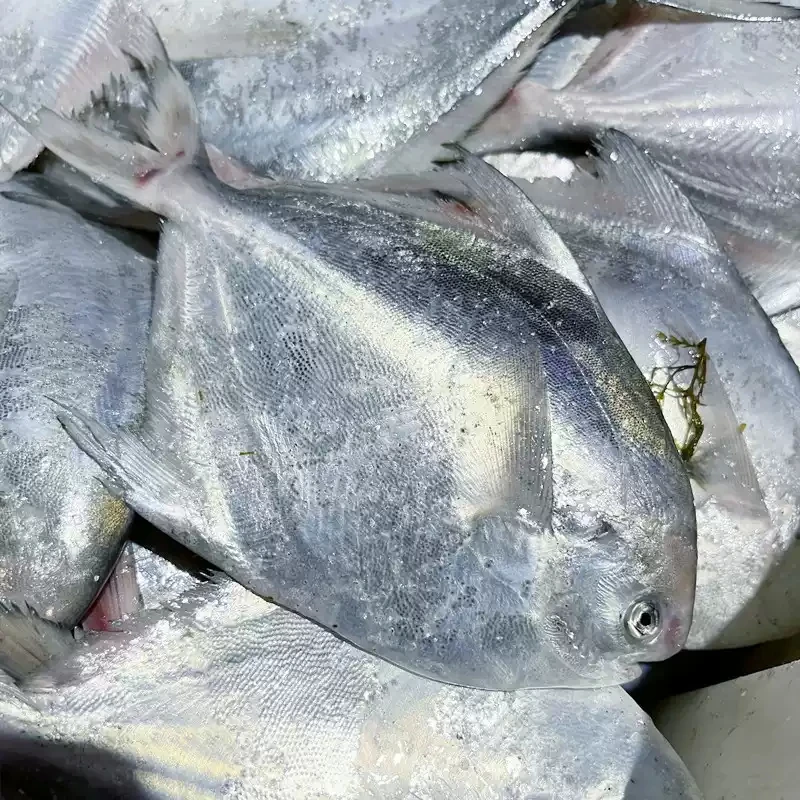 【银鲳鱼】1斤4条东海三宝银鲳鱼肉质细腻 蒜瓣肉高品质