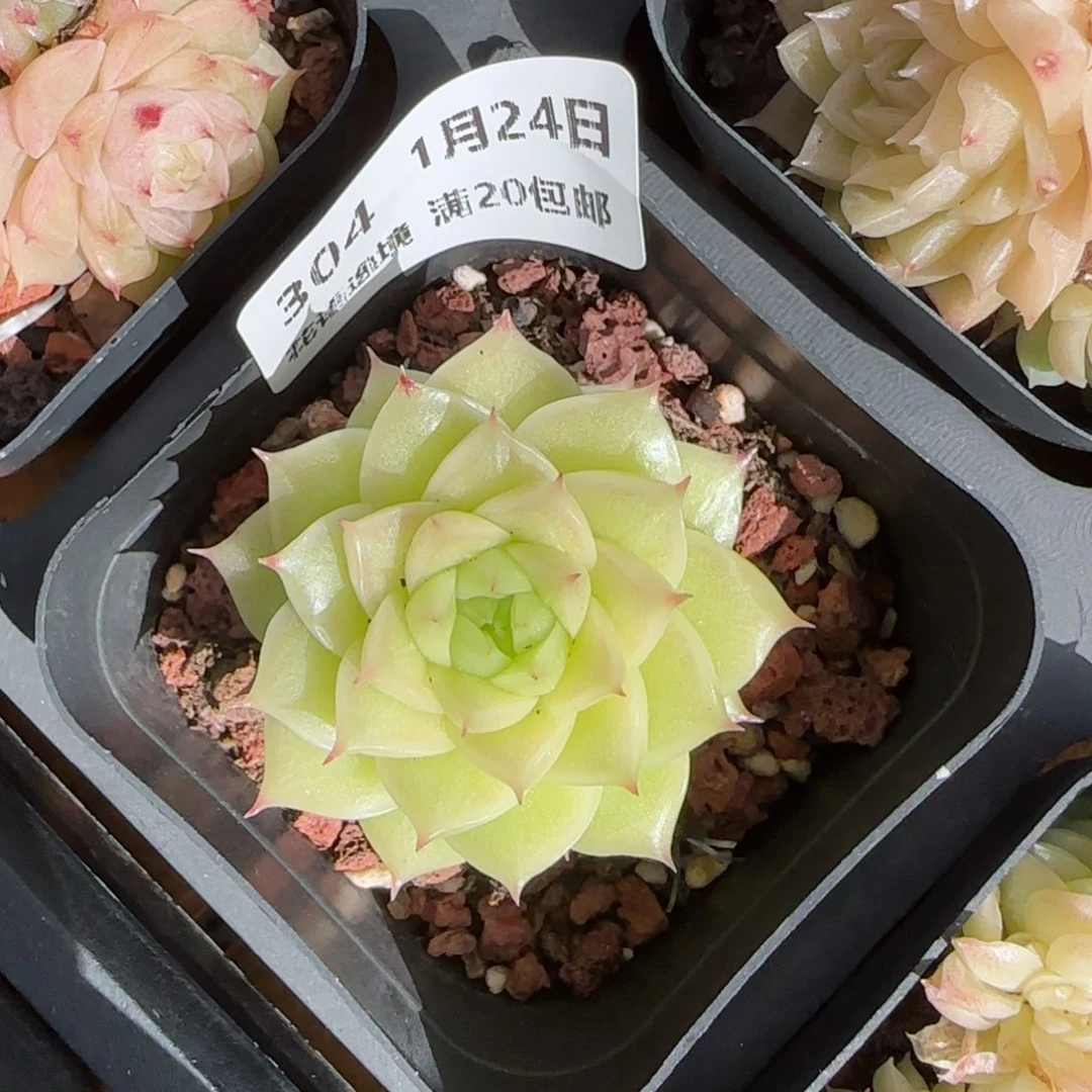 花语逸境0124-304