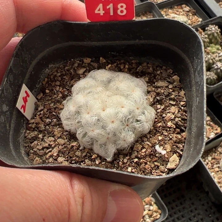 自根佛头白星一棵仙人球