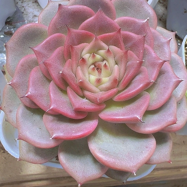 大神迪19包邮多肉植物