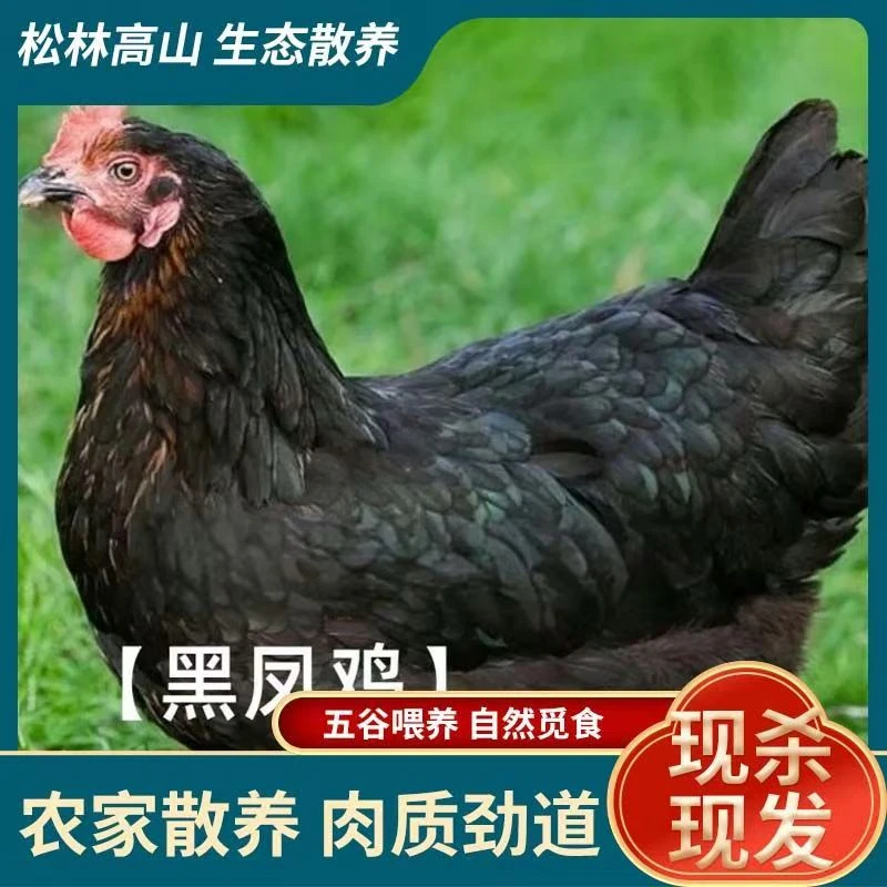 老母鸡买2送1【发3只黑脚老母鸡毛重】老母鸡3只杀完净重7-8斤