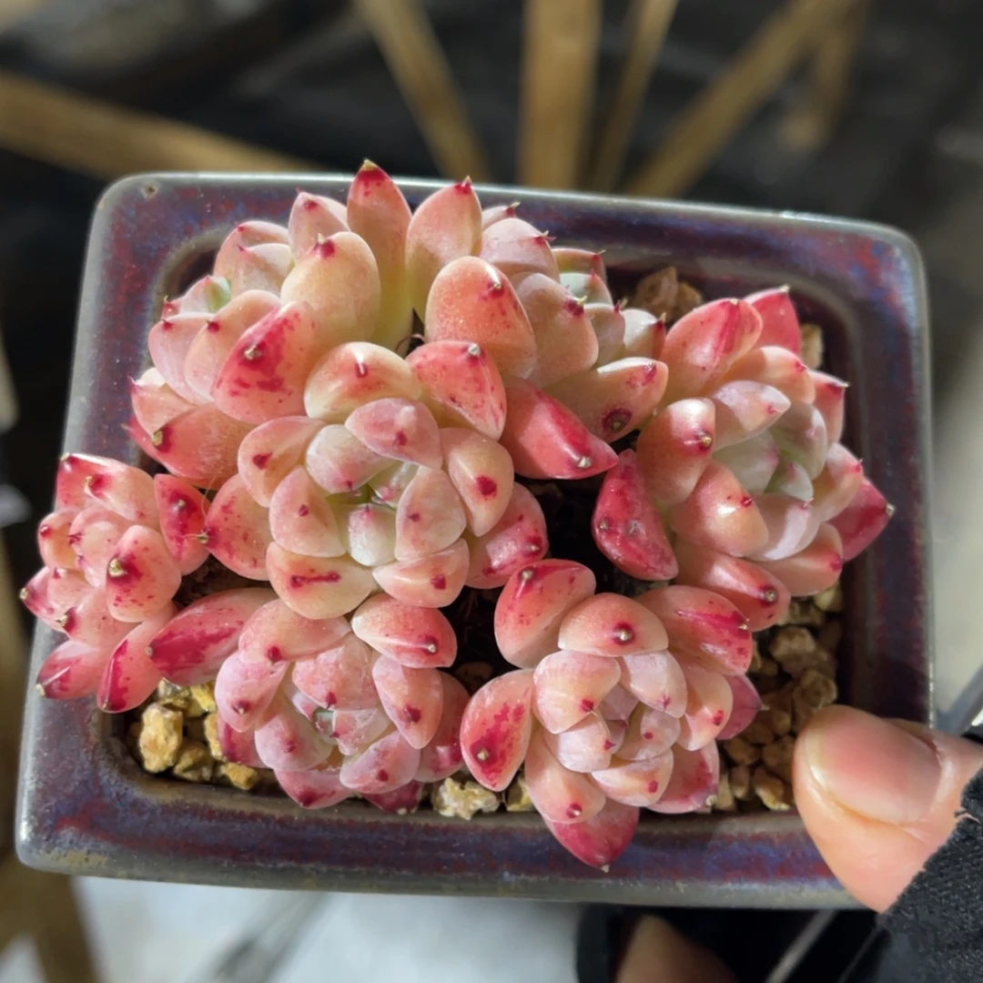 佳人 一物一拍不支持退换