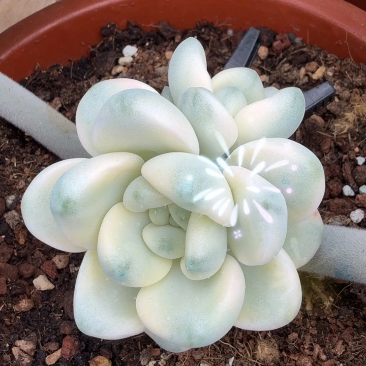 花斑路锦腹欧你锦一刻腹欧你锦