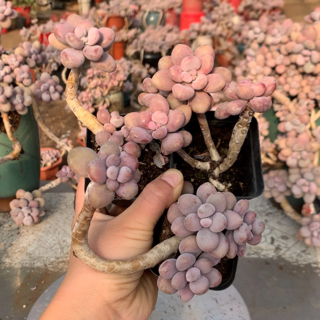 桃蛋老桩不带盆42号