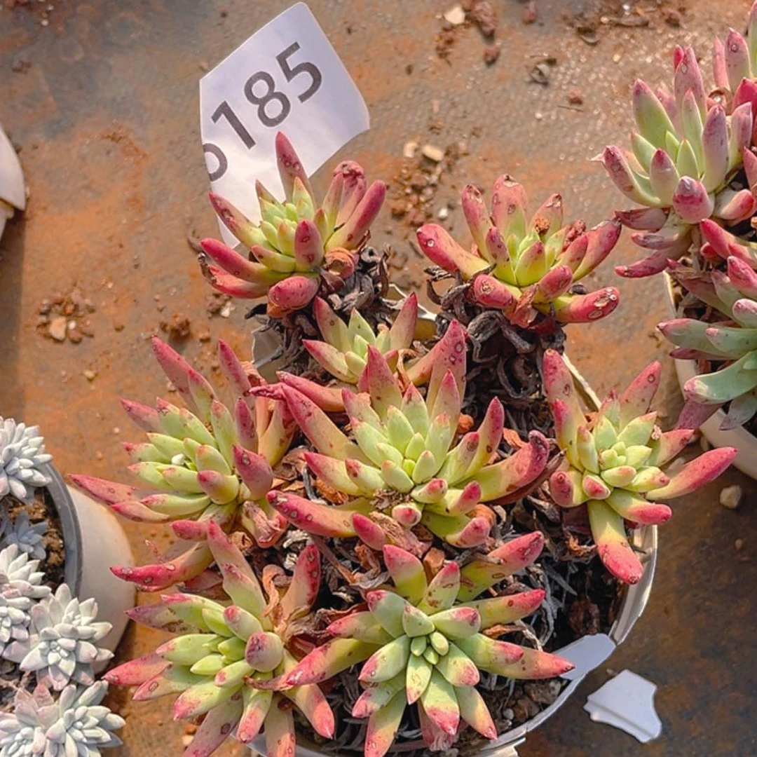 【闪购商品】绿菊绿菊