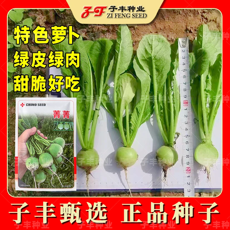 特色樱桃萝卜种子菁菁绿皮绿肉四季阳台盆栽菜籽甜脆水果萝卜籽种