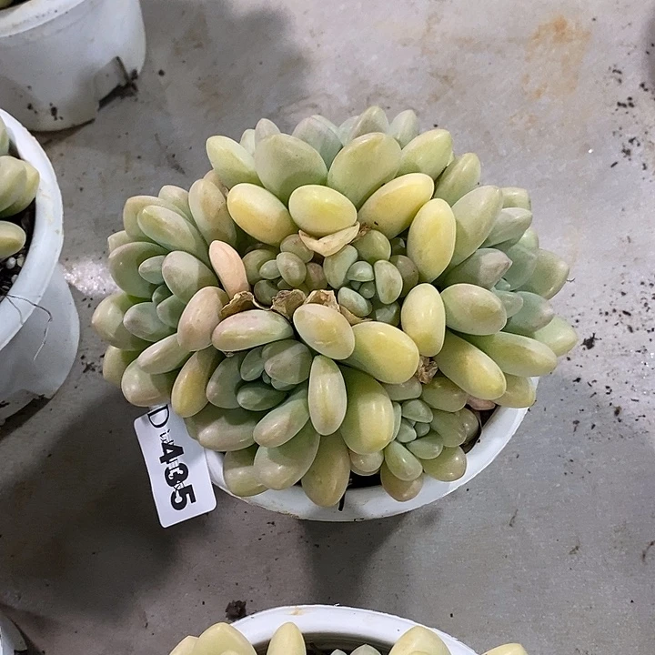 小***风435泡泡糖多肉植物多肉