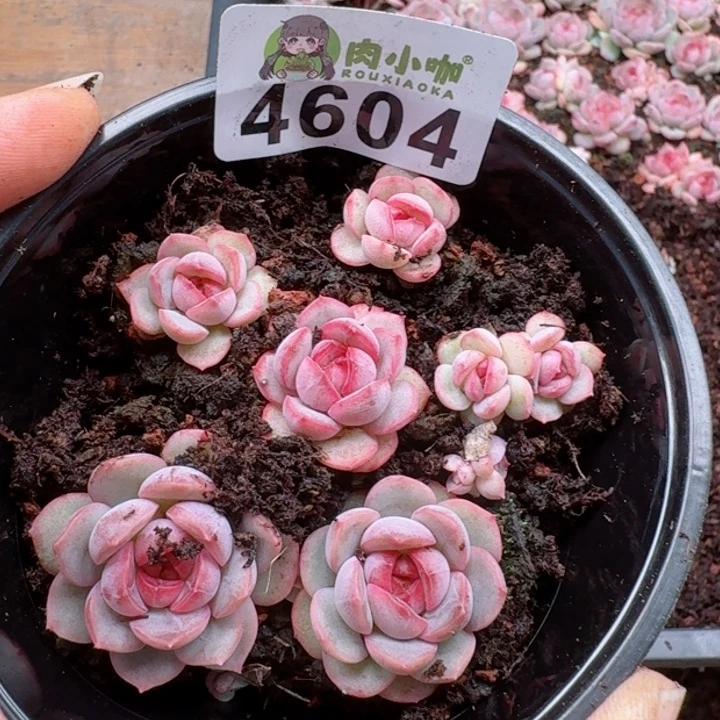 多肉植物多肉植物