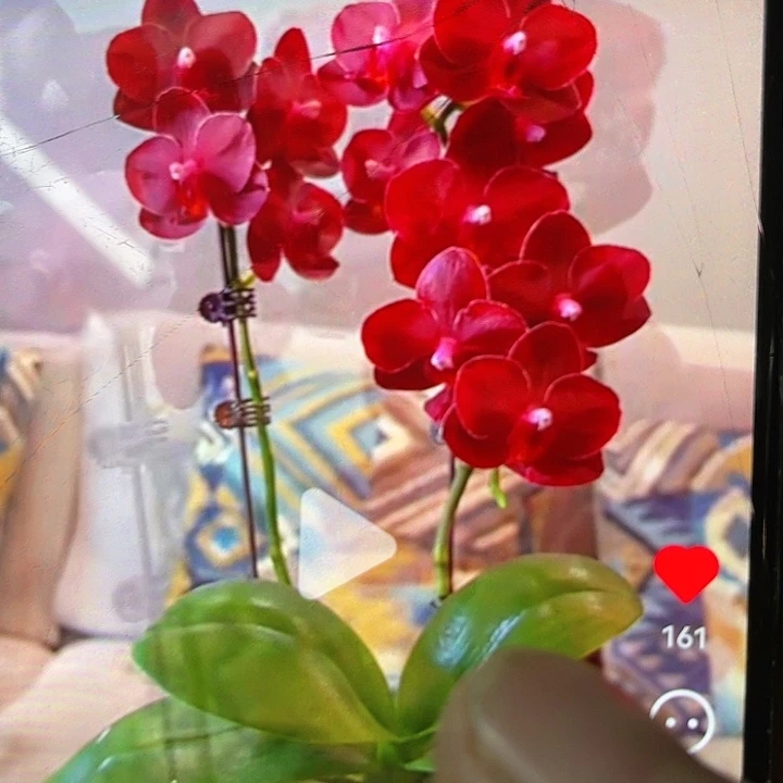 当前无花栽培后可以开花美杜莎