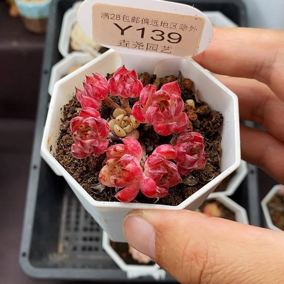 0139 万圣夜 5cm