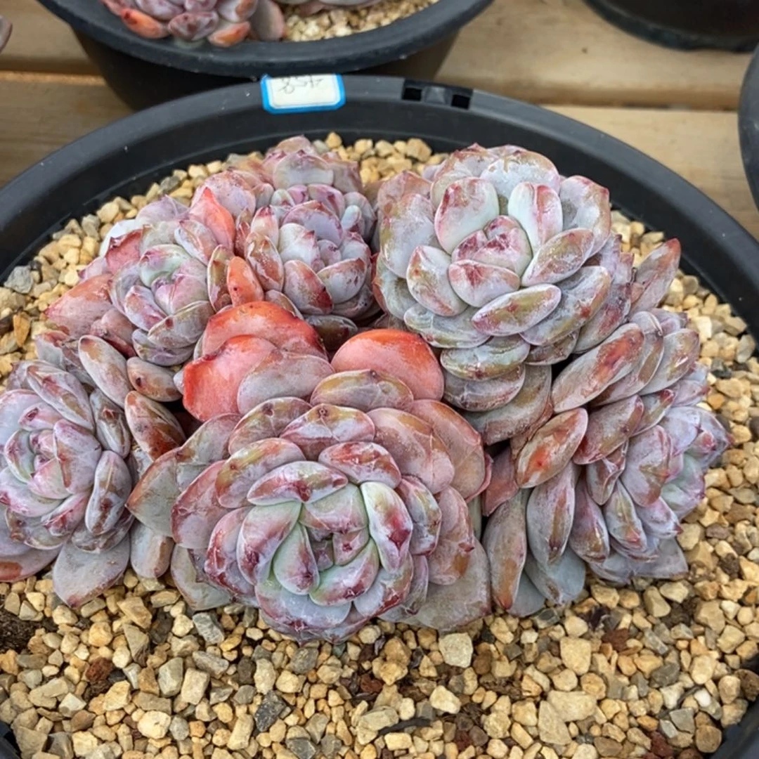 多头大包脸胖体肥圆