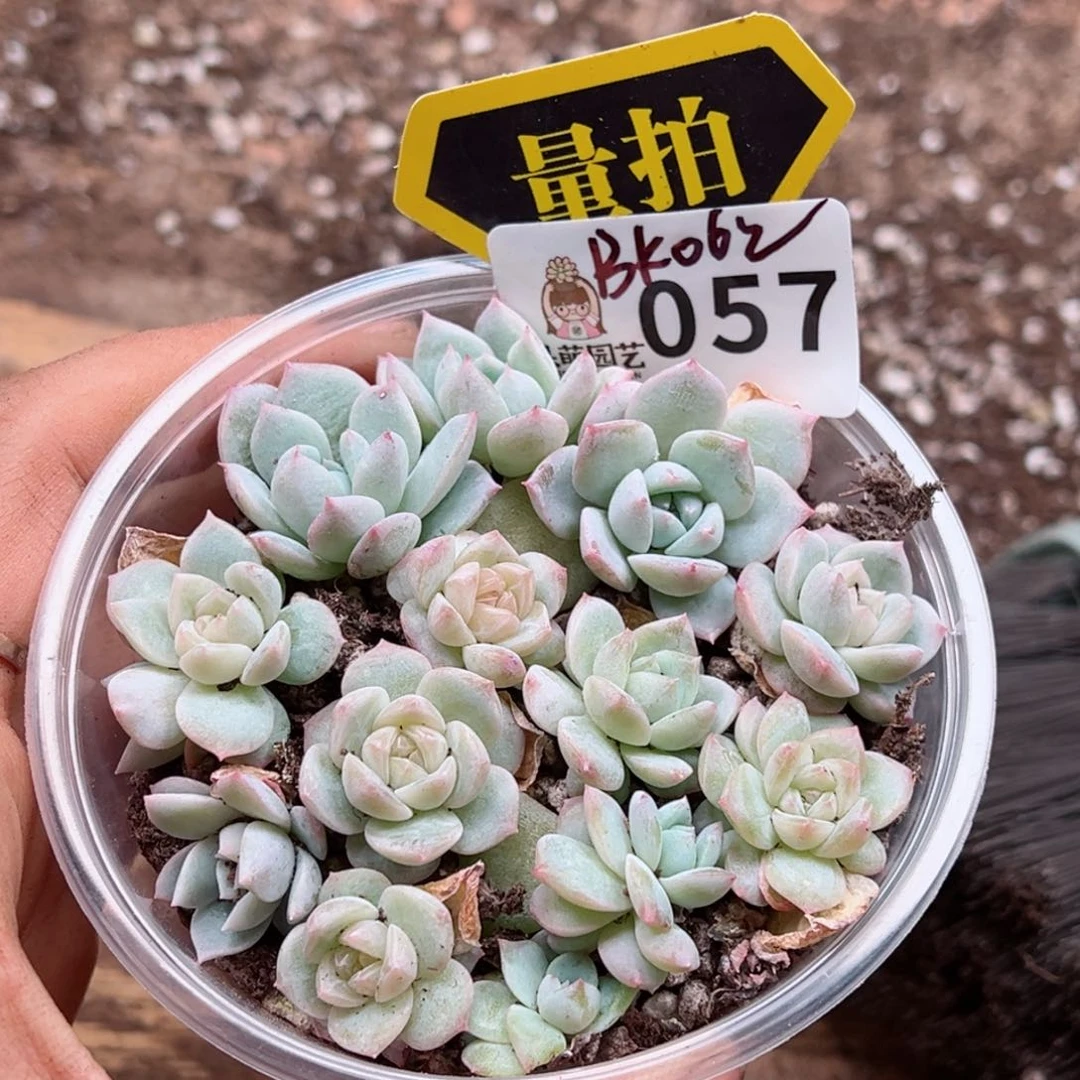 多肉植物多肉植物