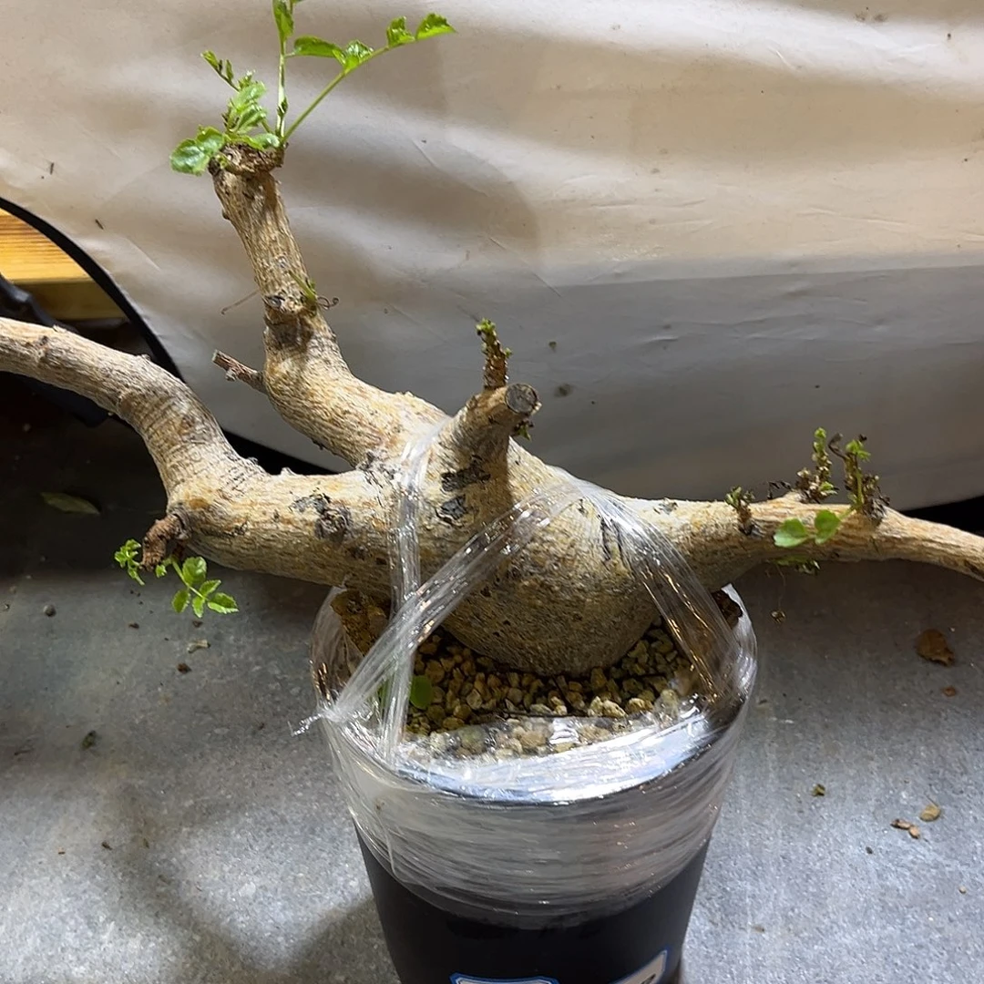 汤圆植物岩生橄榄